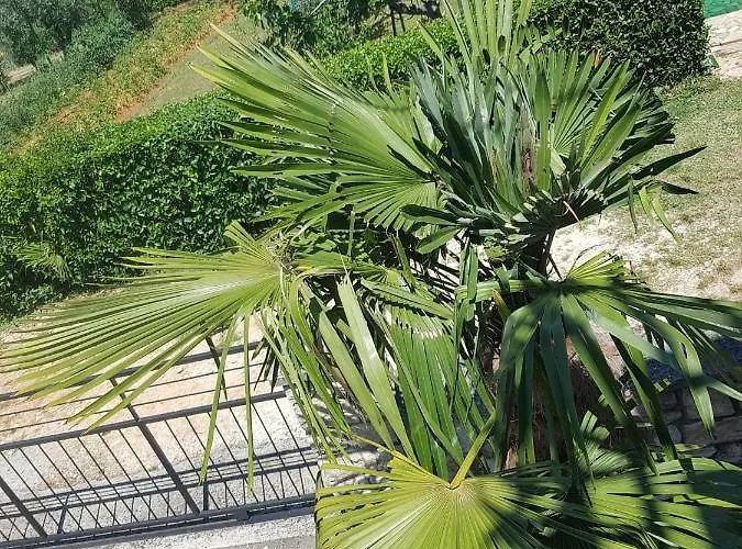 Appartement Mit Balkon